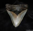HUGE Megalodon Tooth - Just Shy of Inches #73-2